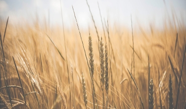 Leyendas y bulos sobre la Iglesia